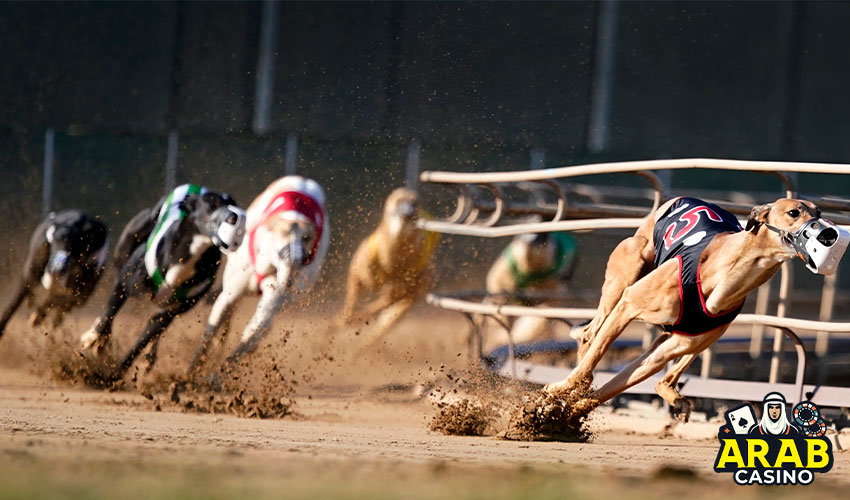 betting on greyhounds
