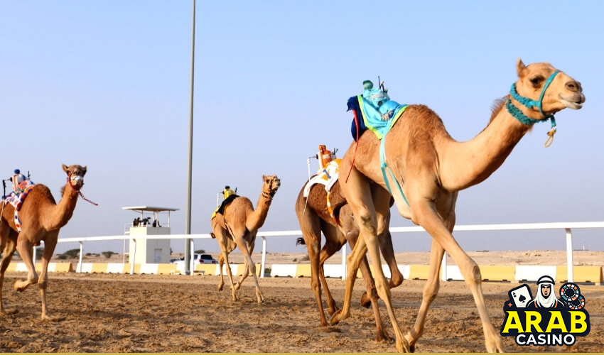 prizes and festivals in camel racing 