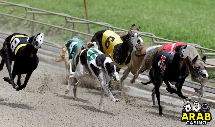 best greyhound betting strategy
