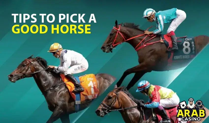 How to Pick a Good Horse